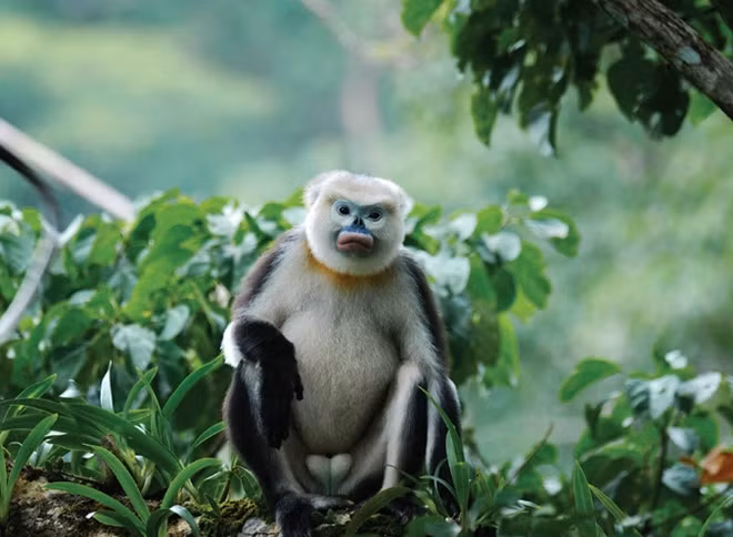 The Tonkin snub-nosed monkey (Rhinopithecus avunculus) is also one of 25 most endangered primates in the world, and has been included on a list of 100 species on the verge of extinction. Fewer than 250 individuals are estimated to remain high in the craggy mountain forests of Ha Giang and Tuyen Quang provinces. Photo by Le Khac Quyet