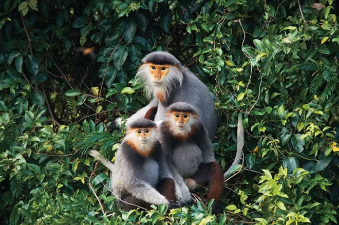 The red-shanked douc langur (Pygathrix nemaeus) is among the most colorful of all primates. Populations in Vietnam, Laos and Cambodia are also on the verge of extinction.