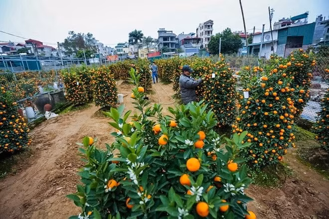 A kumquat garden in Tu Lien ward of Tay Ho district, Hanoi (Photo: VNA) A kumquat garden in Tu Lien ward of Tay Ho district, Hanoi (Photo: VNA)