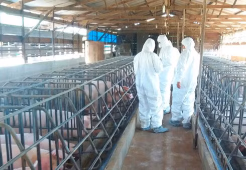 Veterinary workers examine the contaminated pig-farming households in An Binh hamlet, Lien Hiep commune, Duc Trong district (Photo: SG Giai Phong Online)