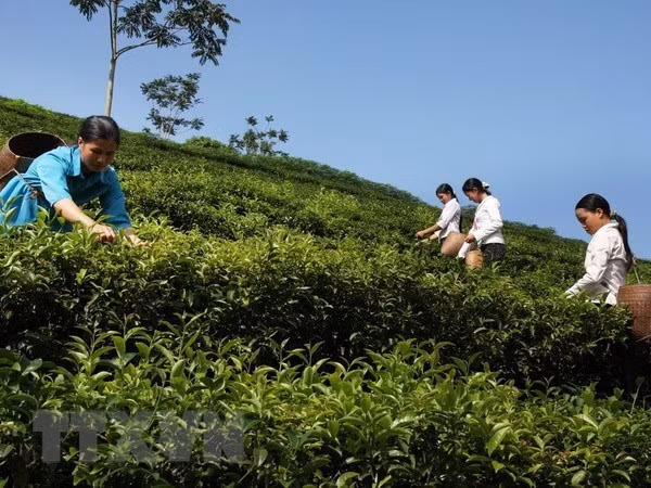 Farmers harvest tea in Son La province's Moc Chau district. (Photo: VNA) Farmers harvest tea in Son La province's Moc Chau district. (Photo: VNA)