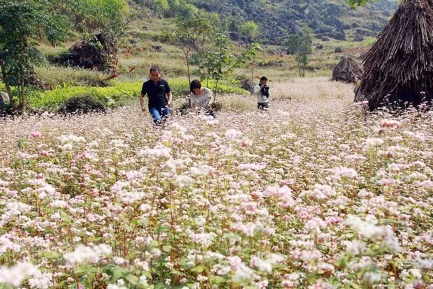 The fifth buckwheat flower festival opens in Ha Giang (Source: VNA)