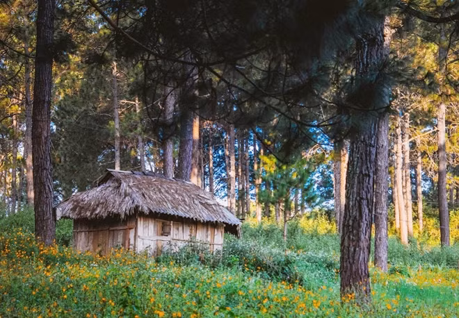 The pine forests in Ang village become the most romantic and lovely in the beginning of January or by the end of autumn.