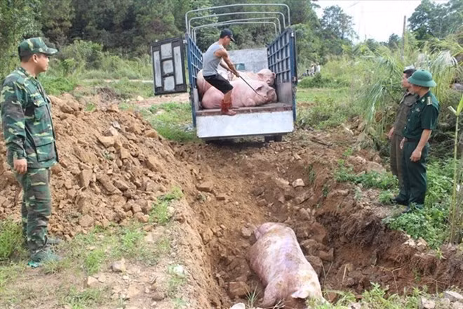 Inspectors cull illegally imported pigs to prevent the spread of African swine fever. (Source: laodong.vn)