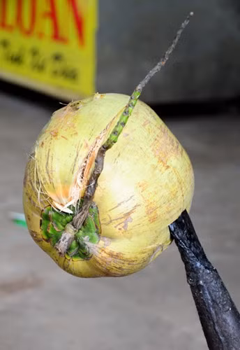 Coconut candy has its root firmly set in a district of Ben Tre, and can be traced back decades. Originally, the candy was made simply with coconut milk cooked with sugar. The coconuts chosen to make candy are the old ones with harder and thicker flesh. The young ones give better coconut water and wax-like flesh. Coconut candy has its root firmly set in a district of Ben Tre, and can be traced back decades. Originally, the candy was made simply with coconut milk cooked with sugar. The coconuts chosen to make candy are the old ones with harder and thicker flesh. The young ones give better coconut water and wax-like flesh.