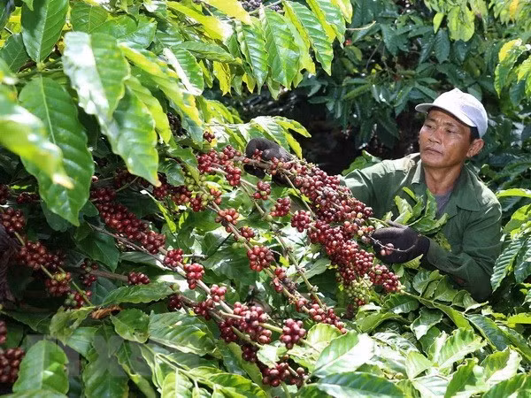 A farmer harvests coffee (Photo: VNA) A farmer harvests coffee (Photo: VNA)