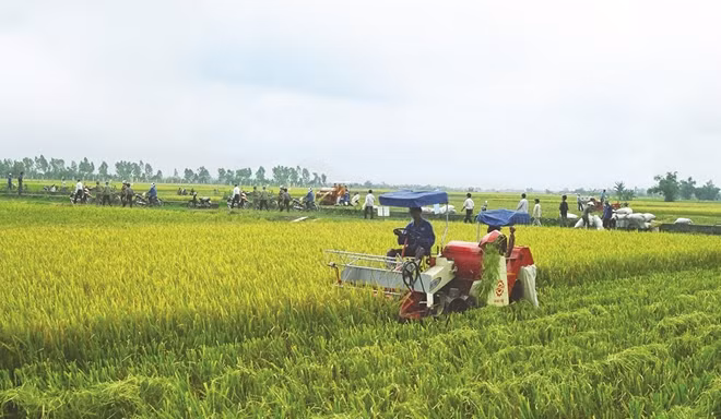 Illustrative image. Source kinhtevadubao.vn