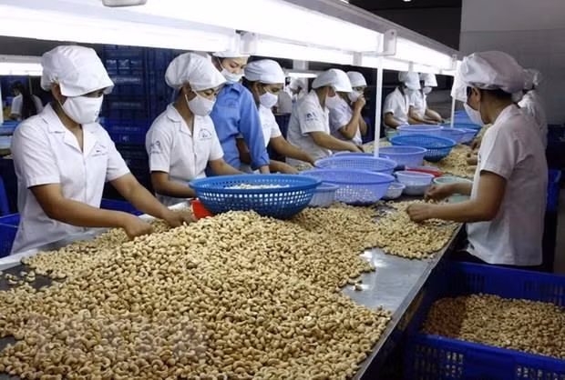 Workers process cashew nuts for export at the factory of the Nhat Huy JSC in Binh Duong province (Photo: VNA) Workers process cashew nuts for export at the factory of the Nhat Huy JSC in Binh Duong province (Photo: VNA)