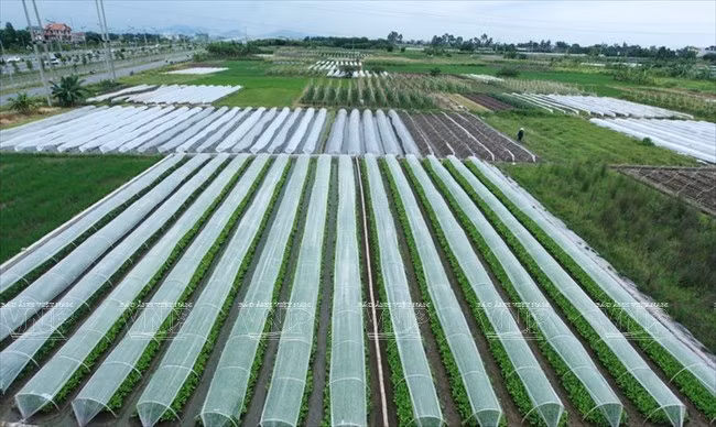 Safe vegetable production in Dong Anh district, Hanoi. (Source: VNA)