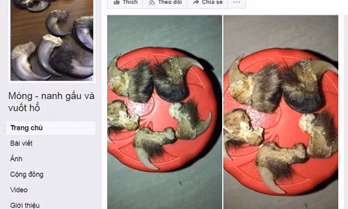 Bear and tiger's claws are advertised on Facebook in Vietnam Bear and tiger's claws are advertised on Facebook in Vietnam