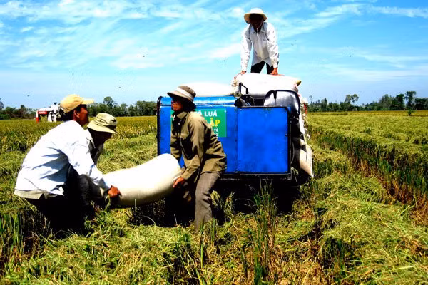 Farmers are seen harvesting rice in the Mekong Delta