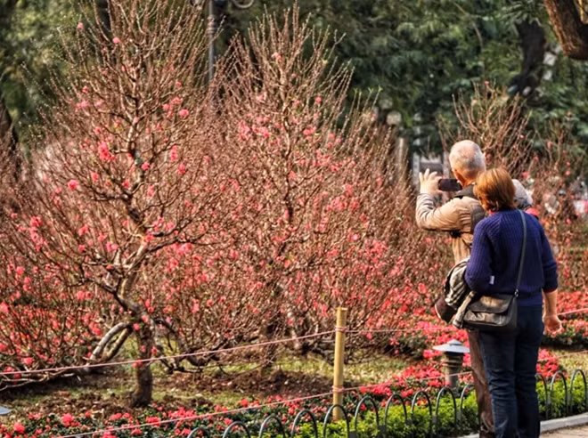 Peach blossom is considered an icon of the Vietnamese New Year. Almost every family and shop in the north of Việt Nam has a tree or small branch in their house. People in the south use mai (apricot flower) instead as peach blossom is only suitable for cold weather.