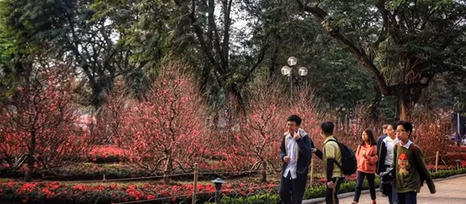A small garden of peach blossom trees have been planted near Hoàn Kiếm Lake.