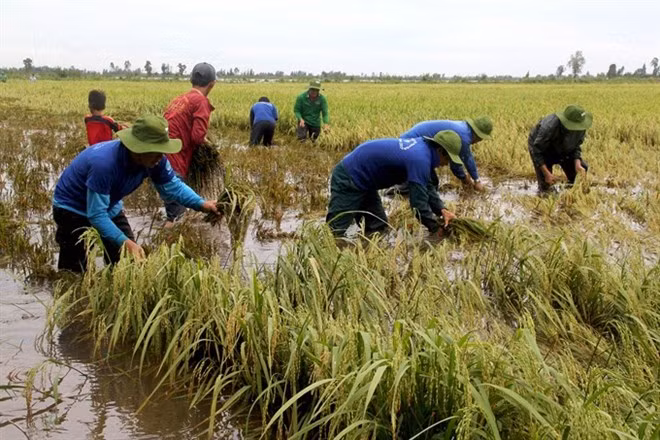 Local youth association members join farmers on the field during early harvest to cut losses