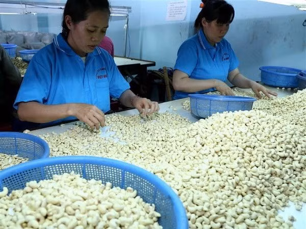 Processing cashew nuts for export (Source: VNA)