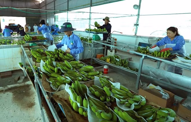 Processing banana for export (Photo: VNA) Processing banana for export (Photo: VNA)