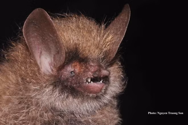 New bat (Murina kontumensis). Photo by Truong Son Nguyen.
