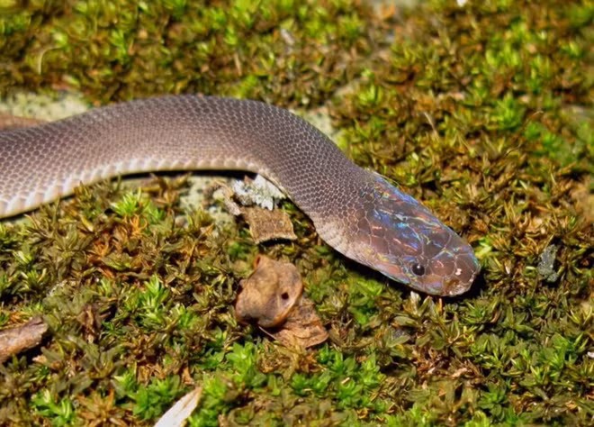 Rainbow-headed snake (Parafimbrios lao). Photo by Alexandre Teynié.