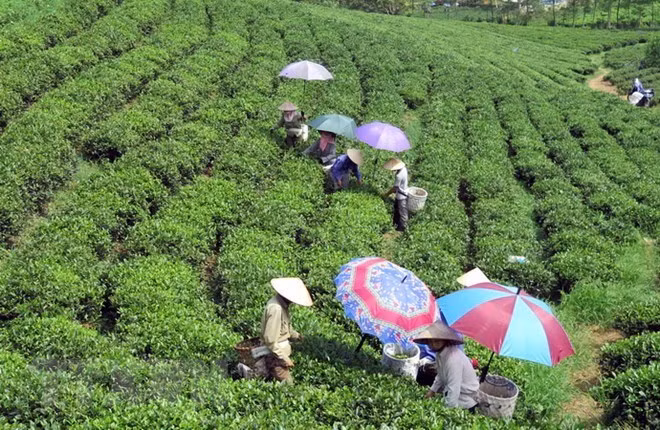 Farmers harvest tea buds in the Song Cau tea farming area of Dong Hy district, Thai Nguyen province (Photo: VNA) Farmers harvest tea buds in the Song Cau tea farming area of Dong Hy district, Thai Nguyen province (Photo: VNA)