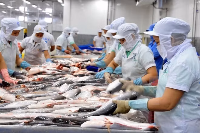 Tra fish processed for export (Photo: VNA)