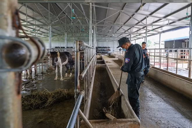At the Horse-Mounted Police Squad’s training centers, all jobs from cleaning, feeding horses to taking care of horse health are done by well-trained police officers with supports from experts and veterinarians.