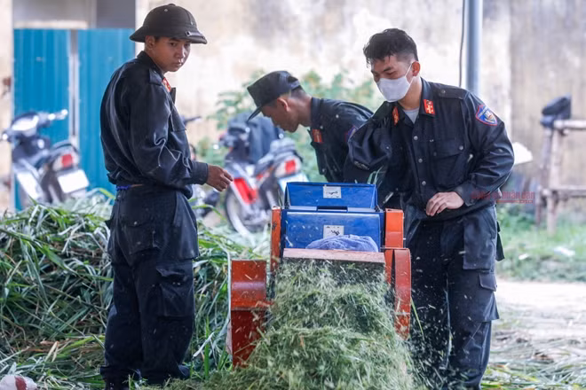 Horses staffed to the squad are small in size, but resistant and suitable for the weather in Vietnam. Each of them eats an average of 35kg of grass per day. Their diets are also supplemented with many other essential nutritional substances.
