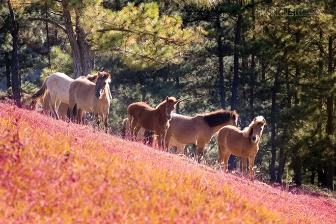 Accordingly, the first Pink Grass Festival is the opening activity of the Da Lat Flower Festival. This event also offers free entrance with the aim of promoting tourism of Da Lat.