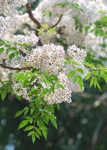 Hoa Xoan (Chinaberry or Bead flowers)