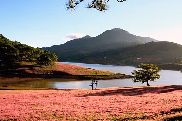 Pink grass is a kind of the wildflower, often growing in clusters. Pink grass has the strong vitality, even gown on the arid rocky ground. Pink grass is a kind of the wildflower, often growing in clusters. Pink grass has the strong vitality, even gown on the arid rocky ground.