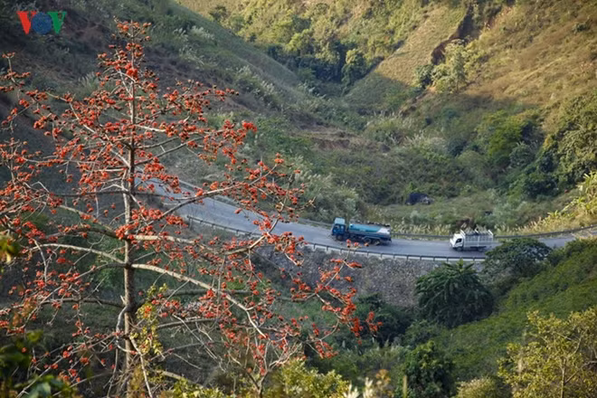 Bombax ceiba makes the village more romantic.