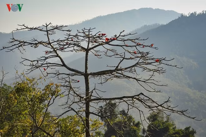 The red flowers with 5 petals appear in spring before the new foliage.