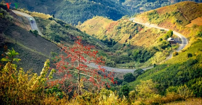Red flowers light up Pha Din Pass.