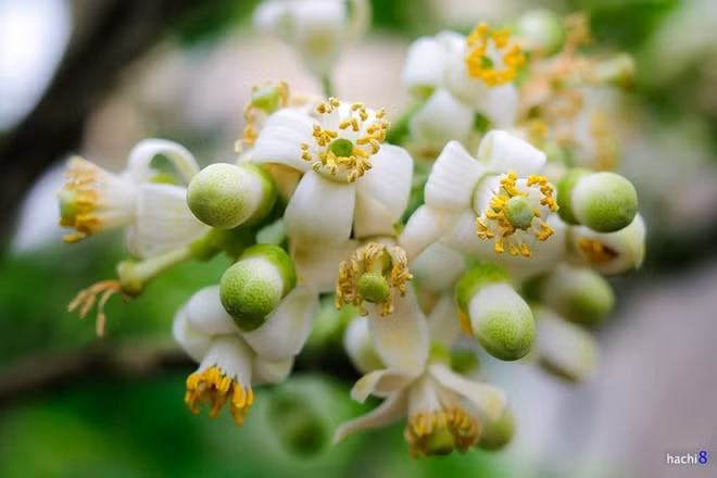 Hoa Buoi (Grapefruit flowers)
