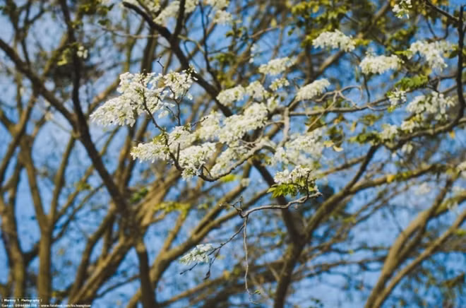 HoaSua (Milk flowers or Dalbergiabouruanagagu flowers)