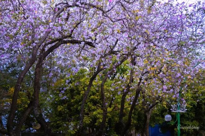 Purple Hoa Ban (Bauhinia flowers)