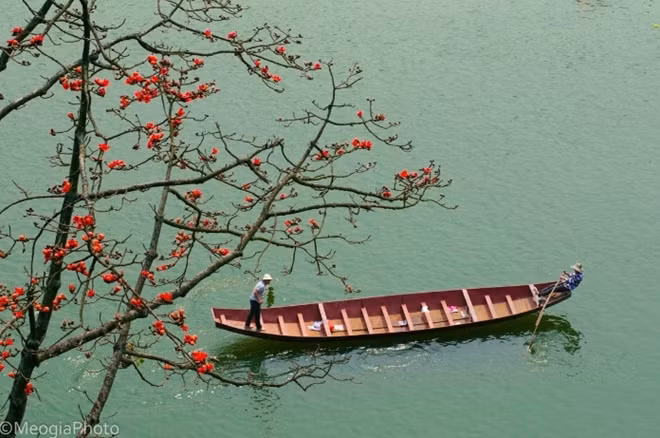 Hoa Gao (Bombax flowers)