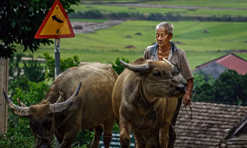 A farmer going out to the field in the northern Lai Chau Province. Photo by Nguyen Xuan Loc/VnExpress Photo Contest A farmer going out to the field in the northern Lai Chau Province. Photo by Nguyen Xuan Loc/VnExpress Photo Contest
