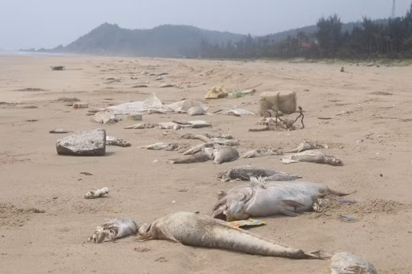 Dead fish caused by waste water from Formosa Company on a beach in Quang Binh Province. Photo by Lao Dong