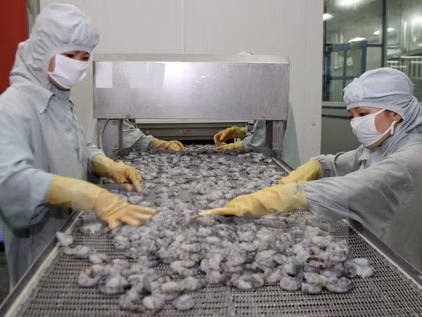 Workers at a production line at a shrimp processing factory. (Source: VNA)