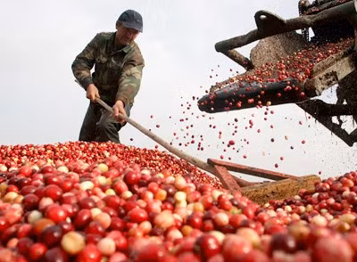 The Government will review Vietnam’s farming products – such as seafood, rice, vegetables, pepper, coffee, cashew nuts and rubber in order to increase exports to ASEAN member states The Government will review Vietnam’s farming products – such as seafood, rice, vegetables, pepper, coffee, cashew nuts and rubber in order to increase exports to ASEAN member states