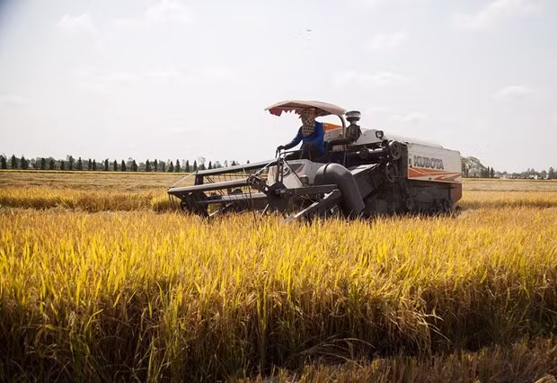 Winter-spring rice is harvested in Tan An commune of Tan Hiep district, the Mekong Delta province of Kien Giang (Photo: VNA) Winter-spring rice is harvested in Tan An commune of Tan Hiep district, the Mekong Delta province of Kien Giang (Photo: VNA)