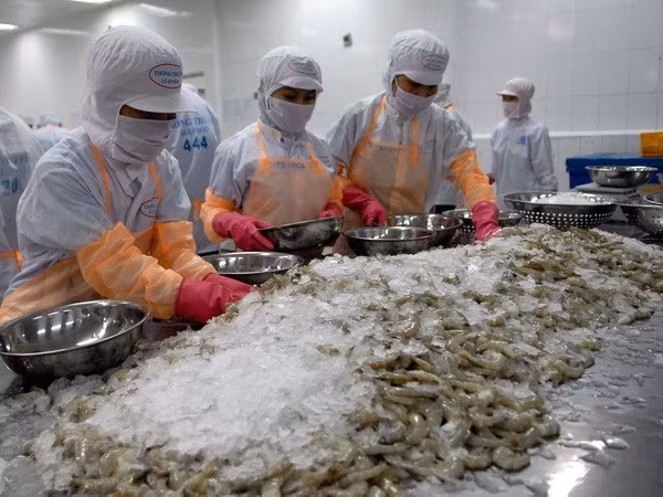 Processing shrimp for exports (Photo: VNA)