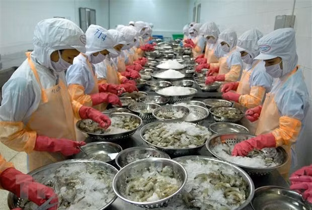Processing shrimps for export (Photo: VNA) Processing shrimps for export (Photo: VNA)