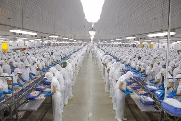 Tra fish processed at Vinh Hoan JSC. The company’s after-tax profit in Q1 decreased by 51 percent to touch VNĐ152 billion.(Photo: tinnhanhchungkhoan.vn)