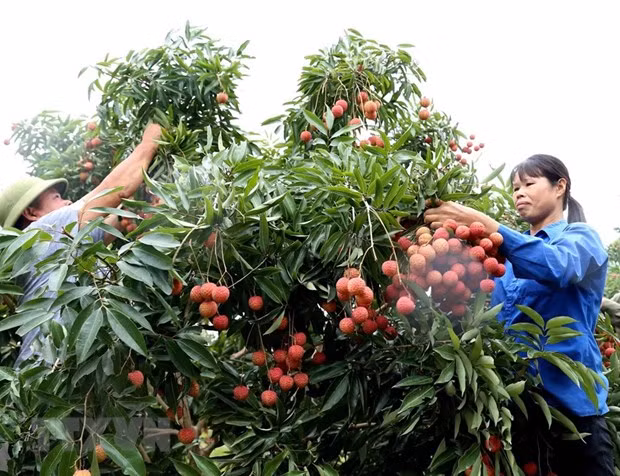 Farmers harvest lychee in Luc Ngan district, the northern province of Bac Giang (Photo: VNA)