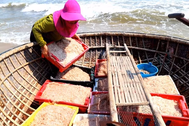 Fishermen in Quang Nam Province are happy with their hauls of shrimp. (Photo dantri.com.vn)