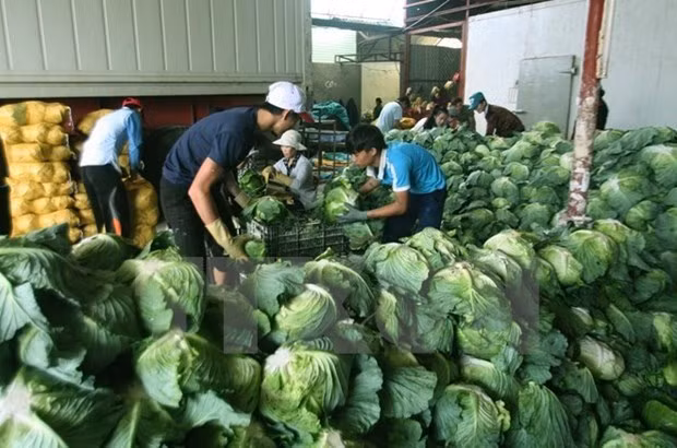 Vegetable for export (Illustrative image. Source: VNA) Vegetable for export (Illustrative image. Source: VNA)