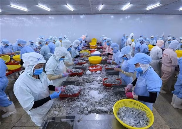 Shrimp processing for export (Source: VNA)