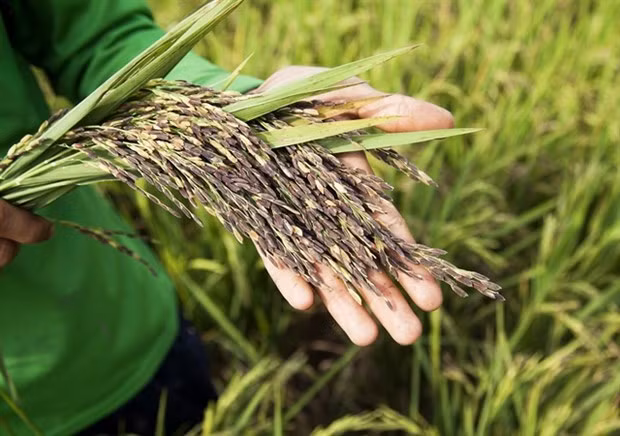 Rice harvesting in Kien Giang province (Photo: VNA)