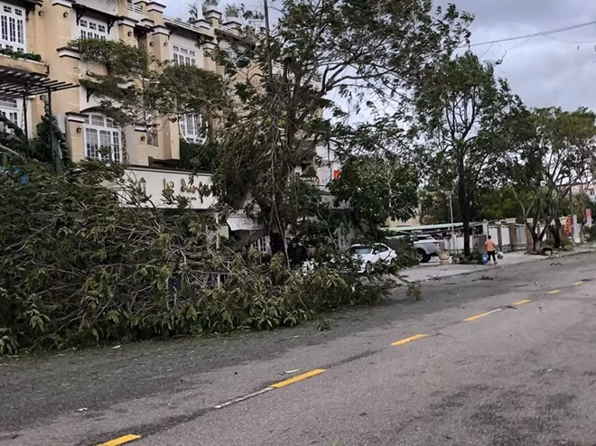 Trees fall down as storm Molave hits Tam Ky city, Quang Nam province